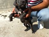 Cane Corsa Yavrular