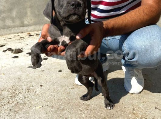 Cane Corsa Yavrular görsel