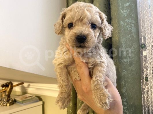 Ev Doğumlu Poodle Bebeklerimiz görsel