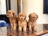 Her Renk Her Boy Toy Poodle Yavrulari