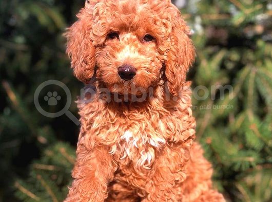 Red Di̇şi̇ Toy Poodle