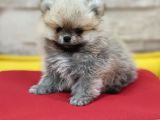 Üst Kalite Traşsız Orjinal Pomeranian Yavru Lar
