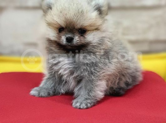 Üst Kalite Traşsız Orjinal Pomeranian Yavru Lar görsel