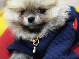 Üst Kalite Traşsız Orjinal Pomeranian Yavru Lar