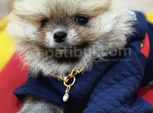Üst Kalite Traşsız Orjinal Pomeranian Yavru Lar görsel
