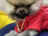 Üst Kalite Traşsız Orjinal Pomeranian Yavru Lar