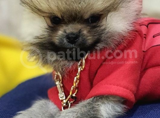 Üst Kalite Traşsız Orjinal Pomeranian Yavru Lar görsel