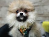 Üst Kalite Traşsız Orjinal Pomeranian Yavru Lar
