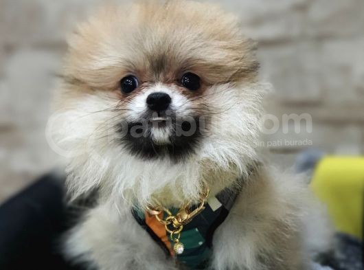 Üst Kalite Traşsız Orjinal Pomeranian Yavru Lar görsel