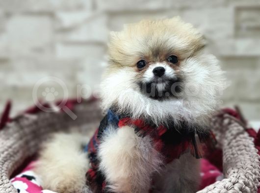 Üst Kalite Traşsız Orjinal Pomeranian Yavru Lar