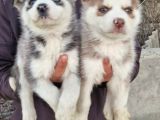 Husky Yavrular