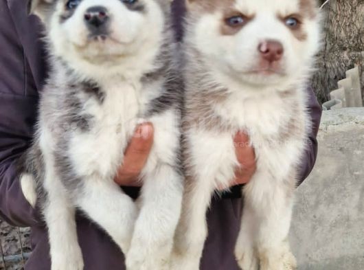 Husky Yavrular görsel