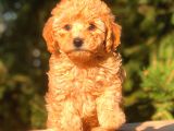 Toy Poodle Yavrumuz