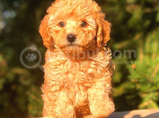 Toy Poodle Yavrumuz görsel