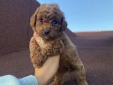 Sağlık ve Irk Garantili Poodle Bebekler