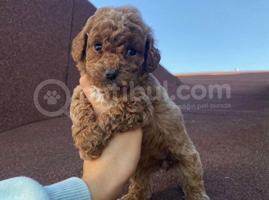 Sağlık Ve Irk Garantili Poodle Bebekler