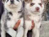 Husky Yavrular