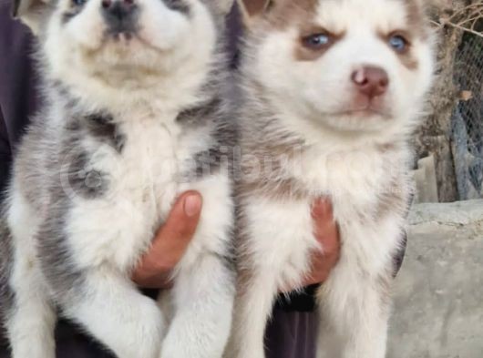 Husky Yavrular görsel