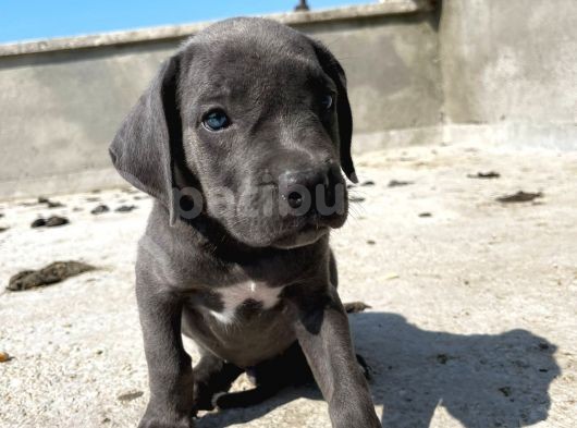Cane Corsa Yavrular görsel