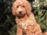 4 Aylık Wc Brown Dişi Toy Poodle Yavrumuz