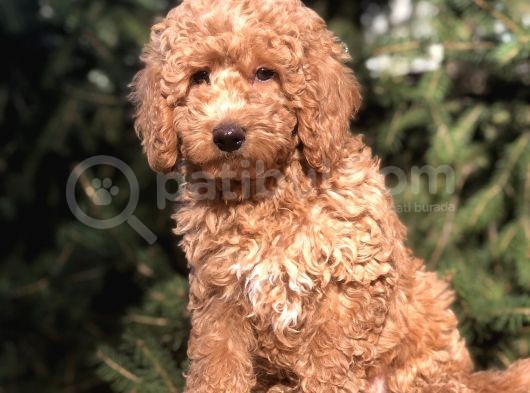 4 Aylık Wc Brown Dişi Toy Poodle Yavrumuz görsel