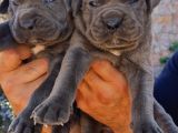 Cane Corsa Yavrular