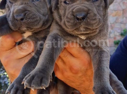 Cane Corsa Yavrular görsel