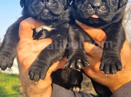 Cane Corsa Yavrular görsel