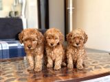 Her Renk Her Boy Toy Poodle Yavrulari