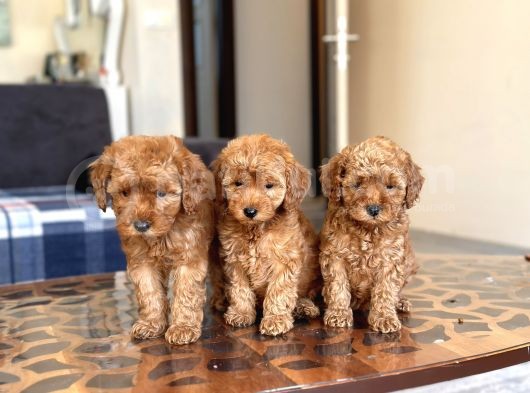 Her Renk Her Boy Toy Poodle Yavrulari görsel
