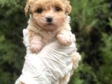 Xxsmall Morkie