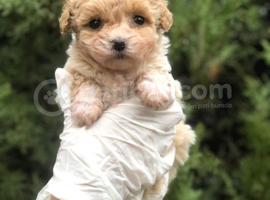 Xxsmall Morkie