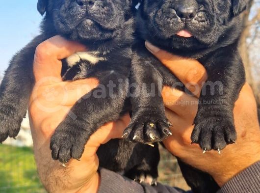 Cane Corsa Yavrular görsel