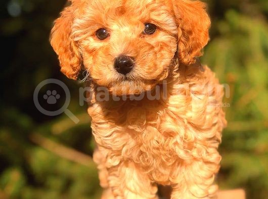 Toy Poodle Yavrumuz görsel