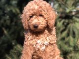 4 Aylık Wc Brown Dişi Toy Poodle Yavrumuz