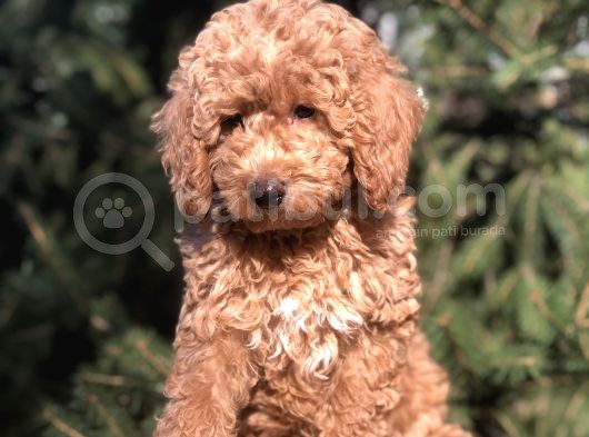 4 Aylık Wc Brown Dişi Toy Poodle Yavrumuz görsel