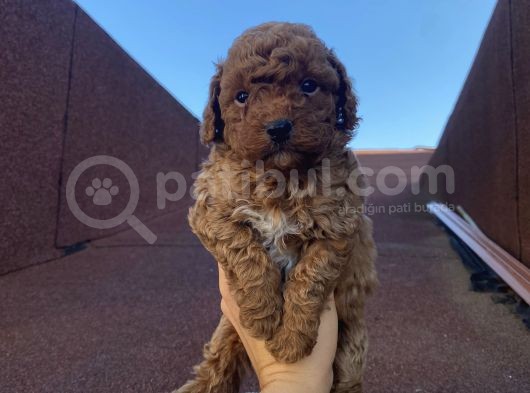 Sağlık Ve Irk Garantili Poodle Bebekler görsel