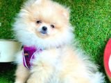 Safkan Pomeranian Boo Yavrular