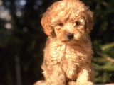 Orjinal Fawn Toy Poodle
