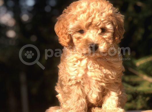 Orjinal Fawn Toy Poodle görsel