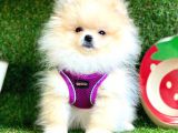 Safkan Pomeranian Boo Yavrular