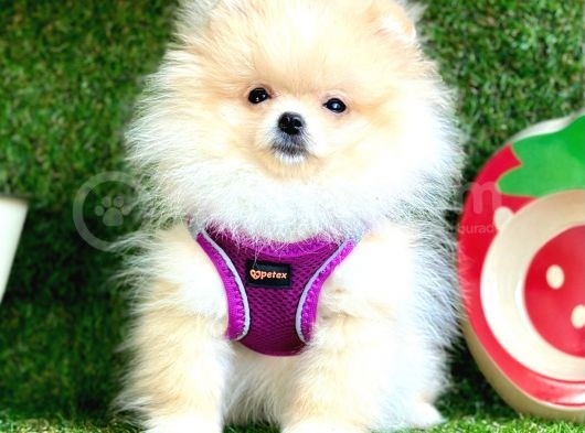 Safkan Pomeranian Boo Yavrular görsel