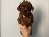 Ev Doğumlu Poodle Bebeklerimiz
