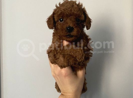Ev Doğumlu Poodle Bebeklerimiz
