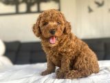 Safkan Red Brown Toy Poodle Bebekler