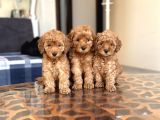 Her Renk Her Boy Toy Poodle Yavrulari