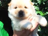 Chow Chow Yavrular