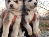 Husky Yavrular