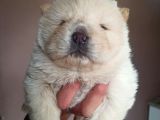 Chow Chow Yavrular