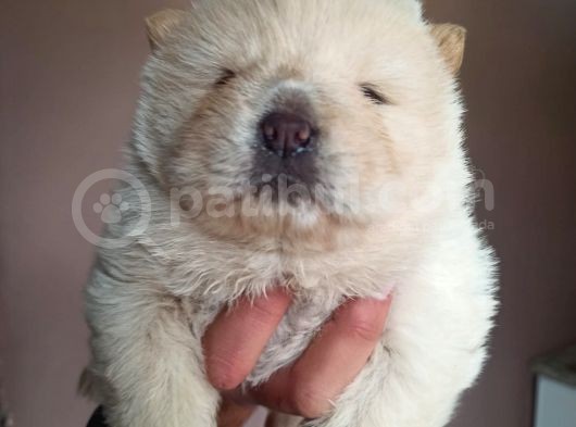 Chow Chow Yavrular görsel